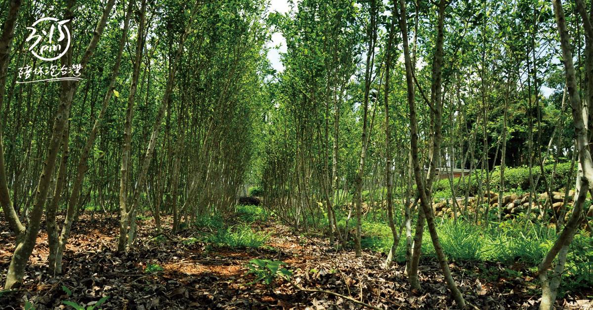 天時成沏｜南投名間鄉